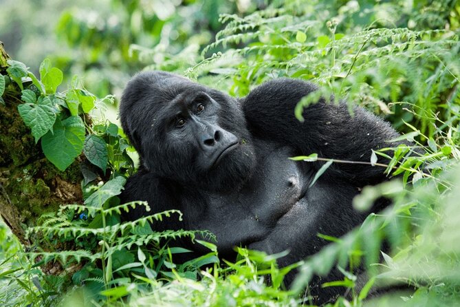 07-Days Murchison Falls, Queen Elizabeth & Gorillas Safari - Quick points to know before booking