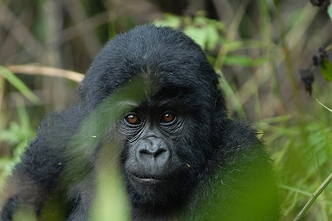 07-Days Murchison Falls, Queen Elizabeth & Gorillas Safari - Why this Uganda route works