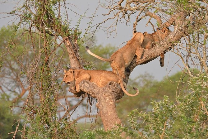 07-Days Murchison Falls, Queen Elizabeth & Gorillas Safari - Day five: highlands, forest, and the Ishasha option