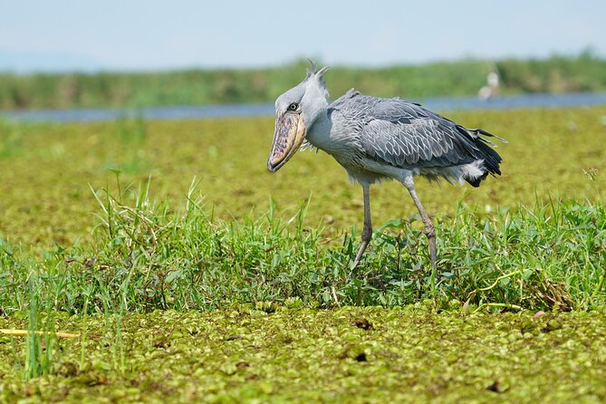 1/2 Mabamba Swamp Shoebill Tour - Key points at a glance