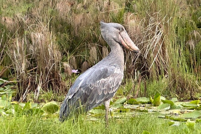 1/2 Mabamba Swamp Shoebill Tour - Why Mabamba Swamp is the right place for shoebills