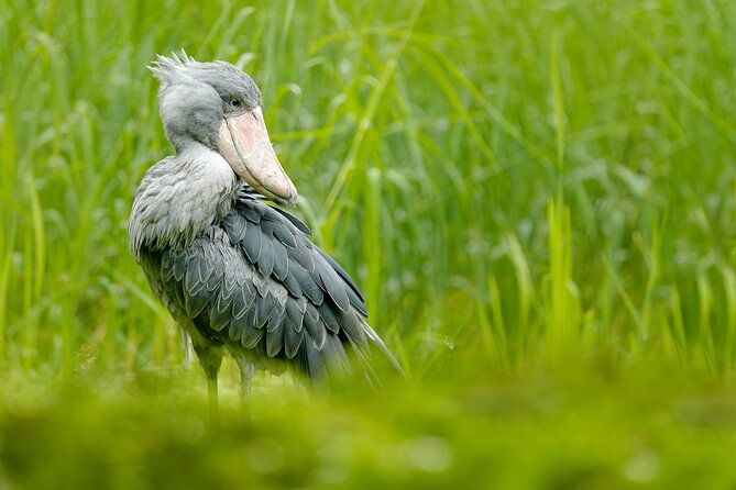 1/2 Mabamba Swamp Shoebill Tour - Reaching the water by wooden boat