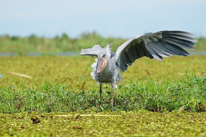 1/2 Mabamba Swamp Shoebill Tour - What the wetland adds to the experience