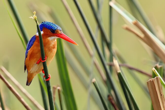1/2 Mabamba Swamp Shoebill Tour - How the private format affects the day