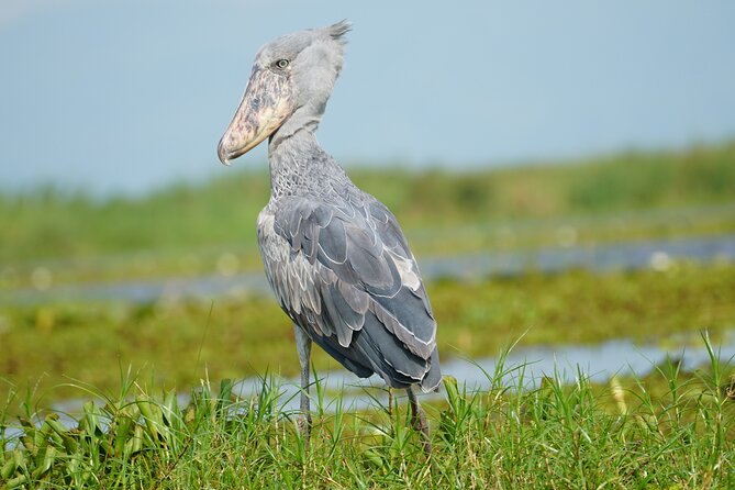 1/2 Mabamba Swamp Shoebill Tour - What is included and what you need to plan