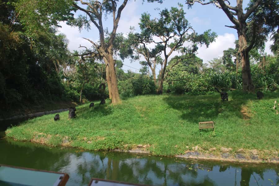 1-Day Best of Entebbe City Guided Walking Tour - Chimpanzee Trust and the limits of the advertised route