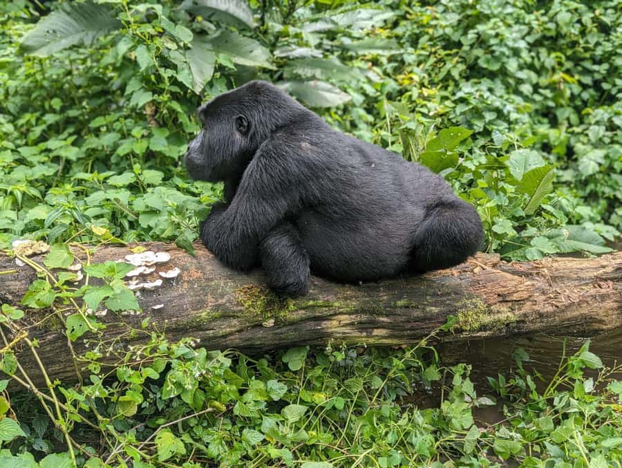 1 Day Gorilla Tour in Bwindi from Kigali - Key Points at a Glance