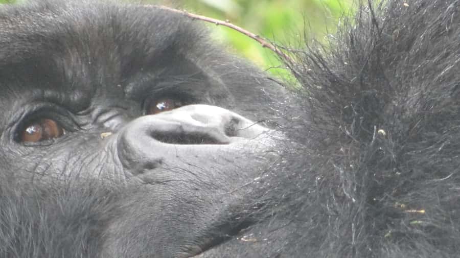 1 Day Gorilla Tour in Bwindi from Kigali - Leaving Kigali at 2:00 AM