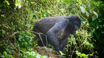 1 Day Gorilla Tour in Bwindi from Kigali