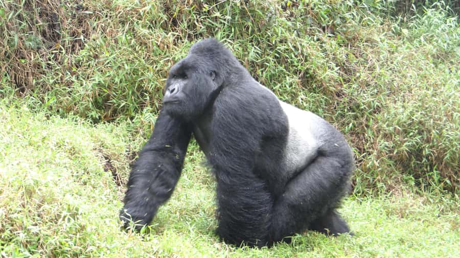 1 Day Gorilla Tour in Bwindi from Kigali - Lunch After the Forest