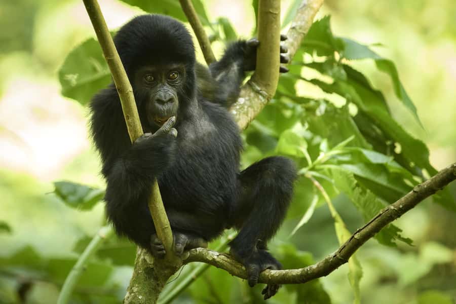 1 Day Gorilla Tour in Bwindi from Kigali - How the Organization Shapes the Experience