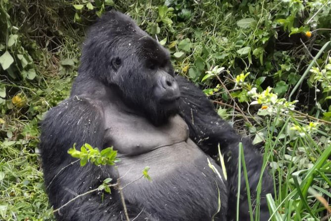 1 Day Gorilla Trekking Mgahinga Gorilla NP & Lake Bunyonyi - Key points to know before you book