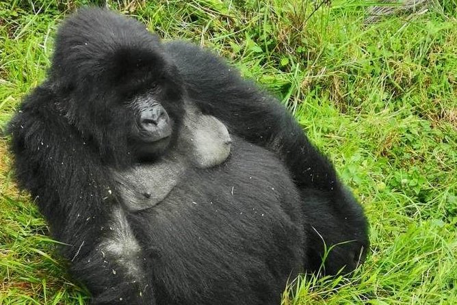 1 Day Gorilla Trekking Mgahinga Gorilla NP & Lake Bunyonyi - A 5:00 a.m. departure from Lake Bunyonyi