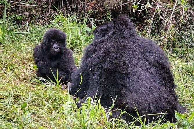 1 Day Gorilla Trekking Mgahinga Gorilla NP & Lake Bunyonyi - Hiking into Bwindi or Mgahinga