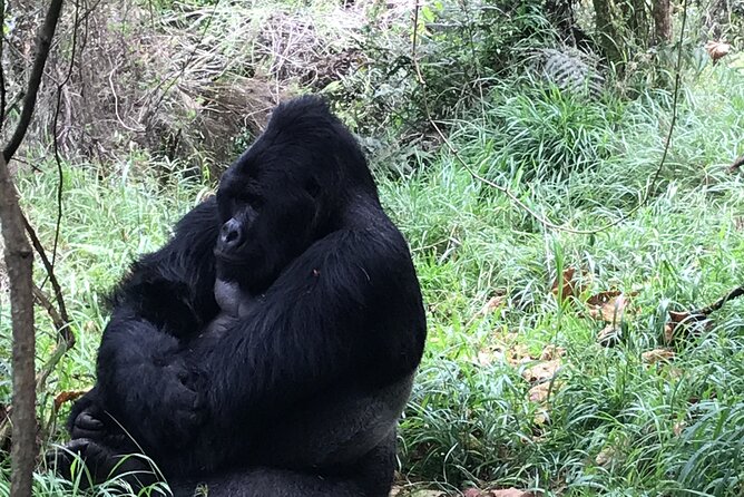 1 Day Gorilla Trekking Mgahinga Gorilla NP & Lake Bunyonyi - The return drive to Lake Bunyonyi