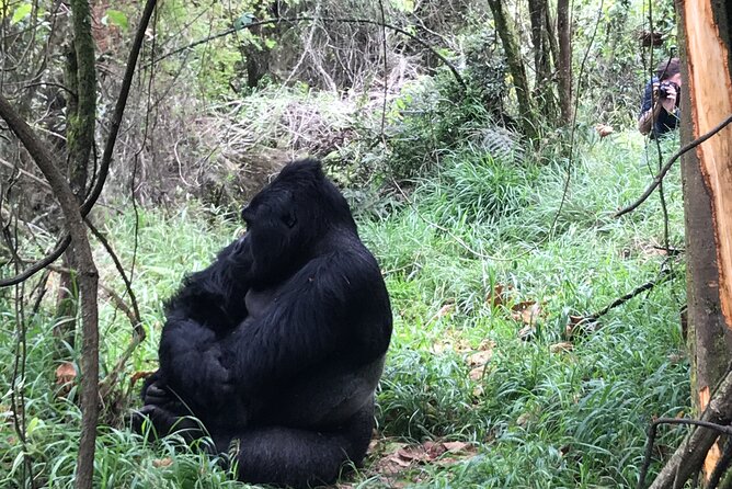 1 Day Gorilla Trekking Mgahinga Gorilla NP & Lake Bunyonyi - Bwindi or Mgahinga: why the choice matters