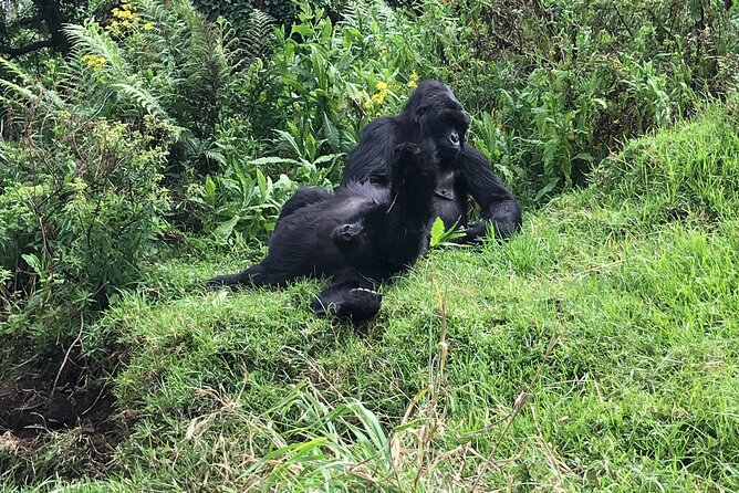 1 Day Gorilla Trekking Mgahinga Gorilla NP & Lake Bunyonyi - Is $1,400 fair value?