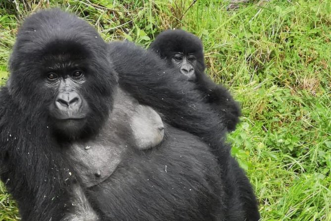1 Day Gorilla Trekking Mgahinga Gorilla NP & Lake Bunyonyi - The ranger briefing sets the rules