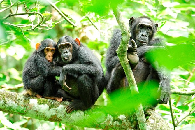 1 Day Kibale National Park - Key points to know before booking