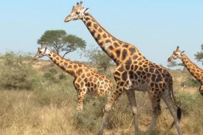 1 Day Lake Mburo National Park Short Safari from Kampala - Why Lake Mburo works for a short safari