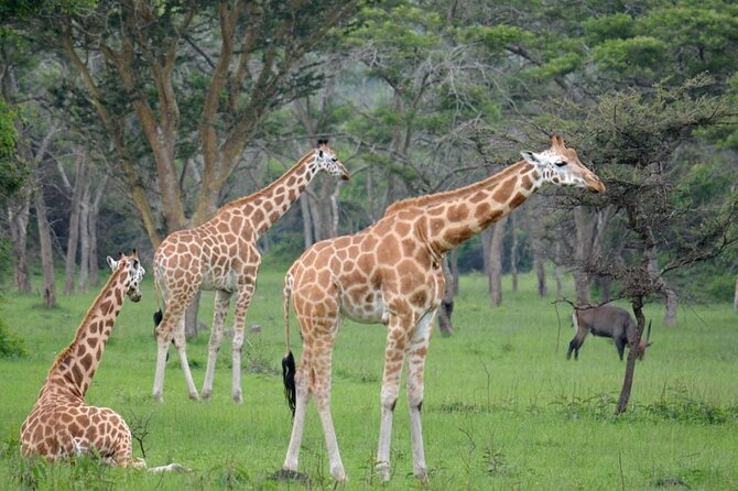 1 Day Lake Mburo National Park Short Safari from Kampala - The 6:00 am start and five-hour schedule