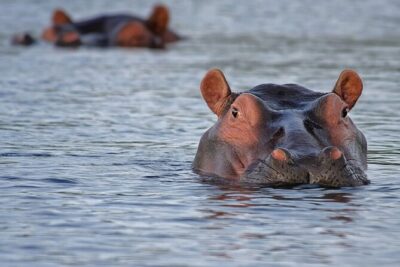1 Day Lake Mburo National Park Short Safari from Kampala