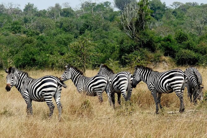 1 Day Lake Mburo National Park Short Safari from Kampala - Booking details worth confirming