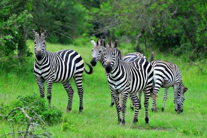 1 Day Lake Mburo Tour from Kampala - Entering Lake Mburo National Park by safari vehicle