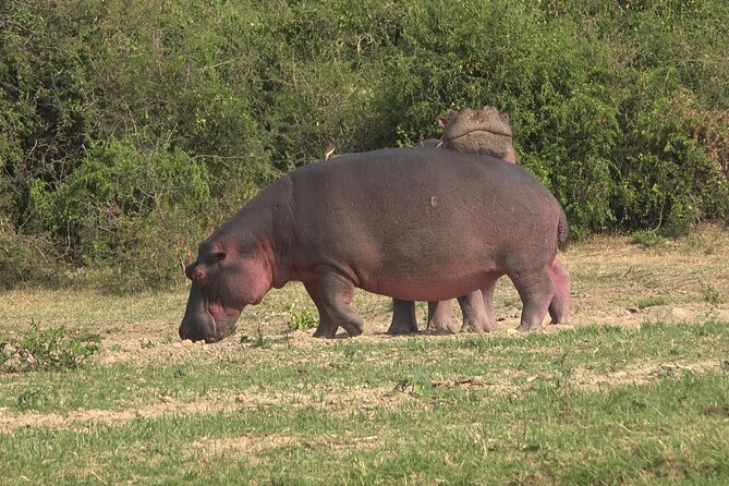 1 Day Lake Mburo Wildlife Safari - Birdwatching beyond the big animals