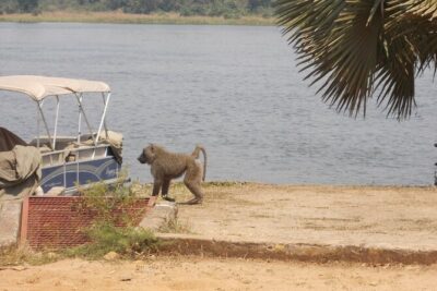 1 Day Lake Mburo Wildlife Safari