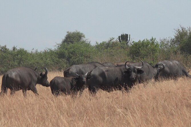 1 Day Lake Mburo Wildlife Safari - What the service experience may be like