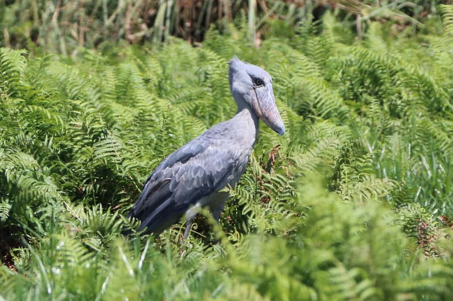 1-Day Mabamba Shoebill Birding Tour in Lake Victoria Entebbe - Key points at a glance