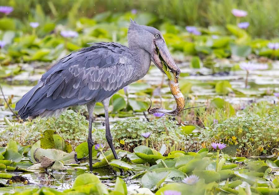 1-Day Mabamba Shoebill Birding Tour in Lake Victoria Entebbe - Why Mabamba Swamp is worth your morning