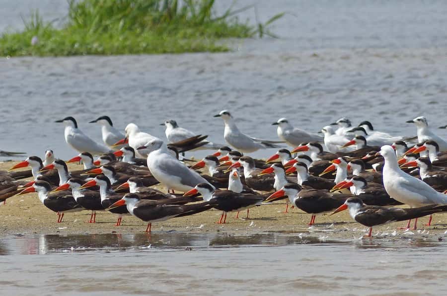 1-Day Mabamba Shoebill Birding Tour in Lake Victoria Entebbe - The smaller canoe and Mabamba’s narrow channels