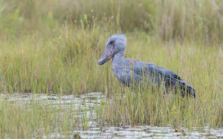 1-Day Mabamba Shoebill Birding Tour in Lake Victoria Entebbe - Leaving Entebbe before the heat builds