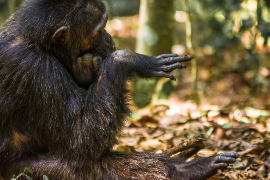 1-Day Ngamba Island chimpanzee tour - Key points to know before booking