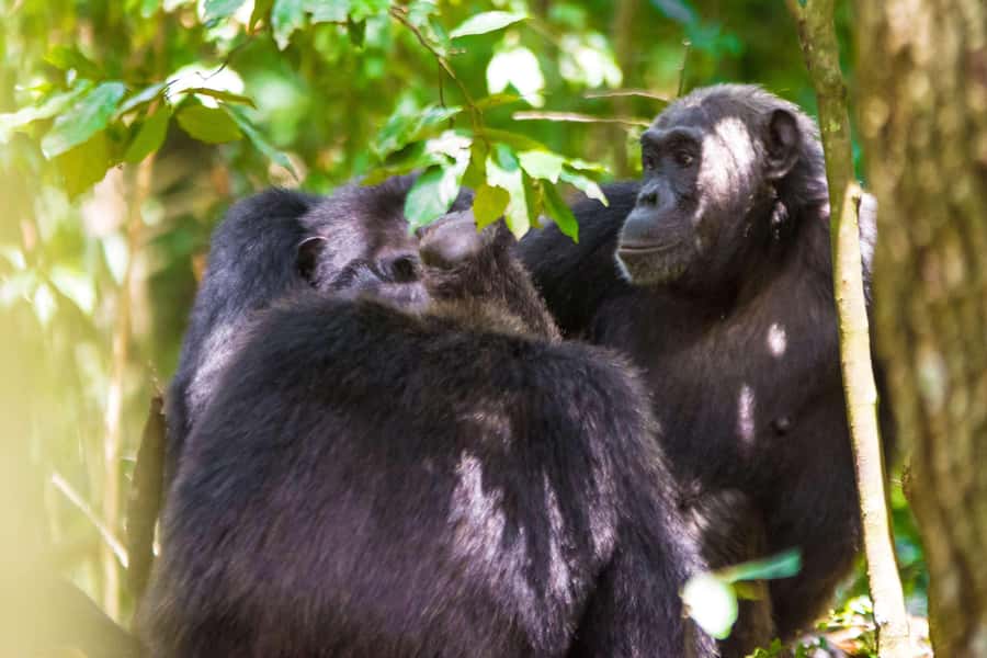 1-Day Ngamba Island chimpanzee tour - Crossing Lake Victoria from Entebbe