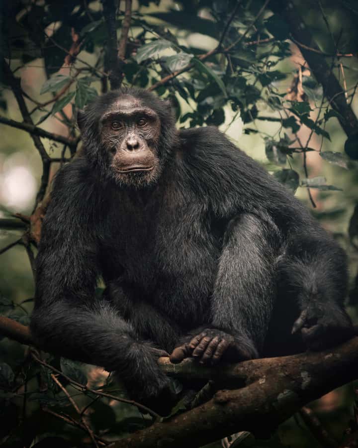 1-Day Ngamba Island chimpanzee tour - Watching the chimpanzee feeding from the raised platform