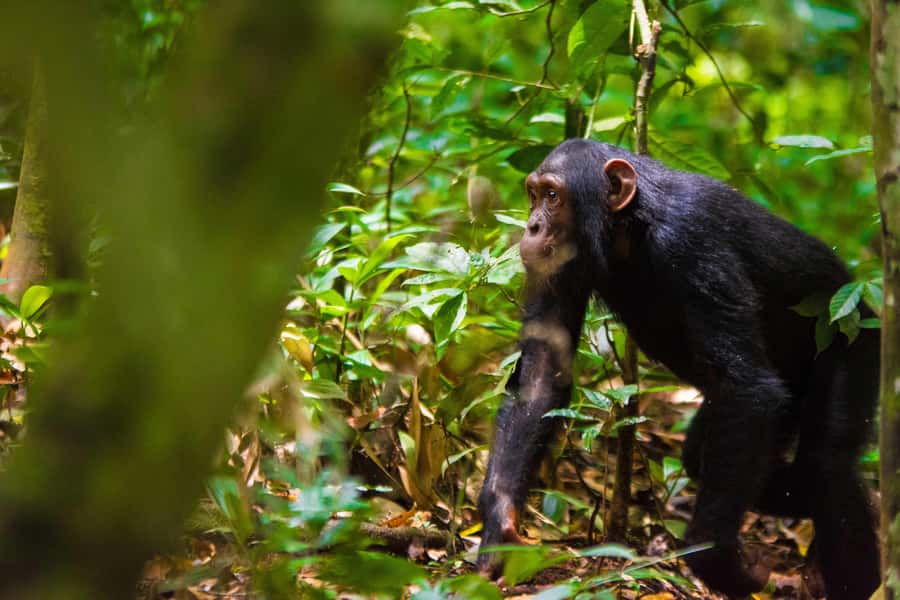 1-Day Ngamba Island chimpanzee tour - Arriving at a sanctuary founded in 1998