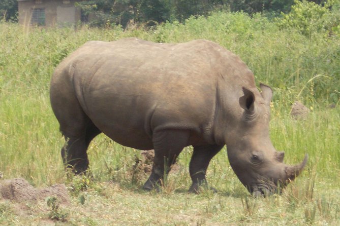1 Day ziwa Rhino tracking trip - Key Points Before You Book