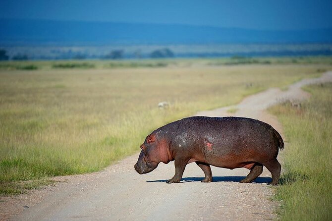 10-Day African Safari in Uganda from Kampala - Days 6 and 7: Queen Elizabeth’s game drives and Kazinga Channel