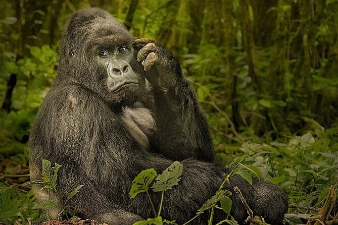 10-Day African Safari in Uganda from Kampala - Day 9: Bwindi and the mountain gorilla trek