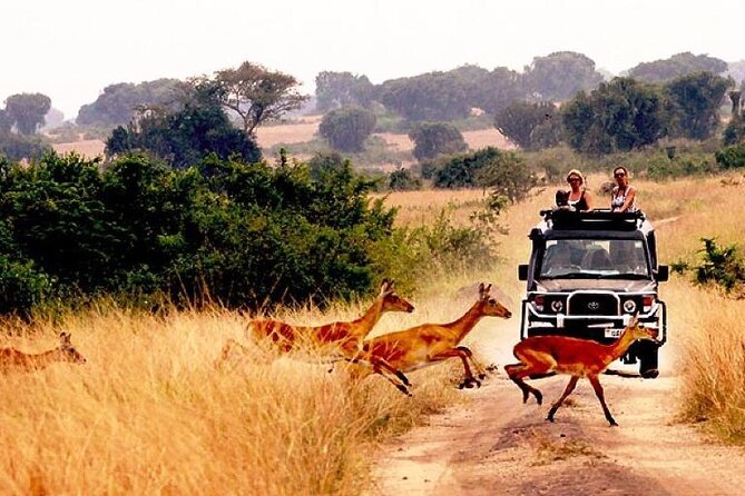 10-Day African Safari in Uganda from Kampala - Day 1: A gentle start in Entebbe