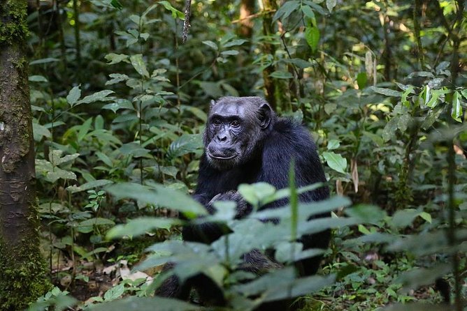 10 Day Best of Uganda Adventure Safari - Why this Uganda route works so well