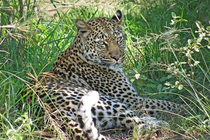 10 Day Best of Uganda Adventure Safari - Kibale chimpanzee tracking and the road to Queen Elizabeth