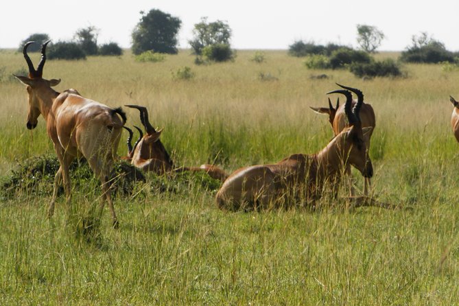 10 Day Best of Uganda Adventure Safari - Queen Elizabeth’s game drive and Kazinga Channel