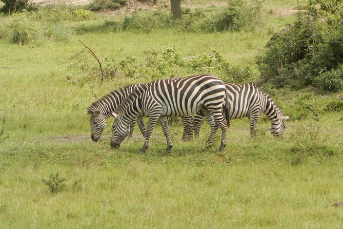 10 Day Best of Uganda Adventure Safari - Ishasha and the transfer to Bwindi