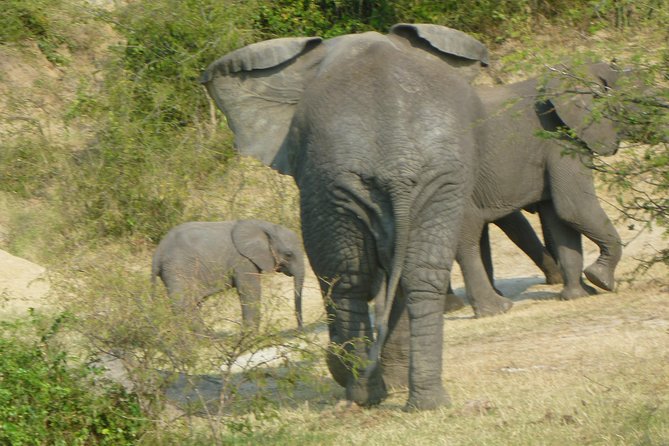 10 Day Best of Uganda Adventure Safari - Bwindi gorilla tracking, the trip’s main event