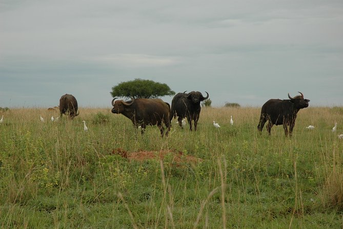 10 Day Best of Uganda Adventure Safari - Lake Mburo’s smaller scale and useful pause