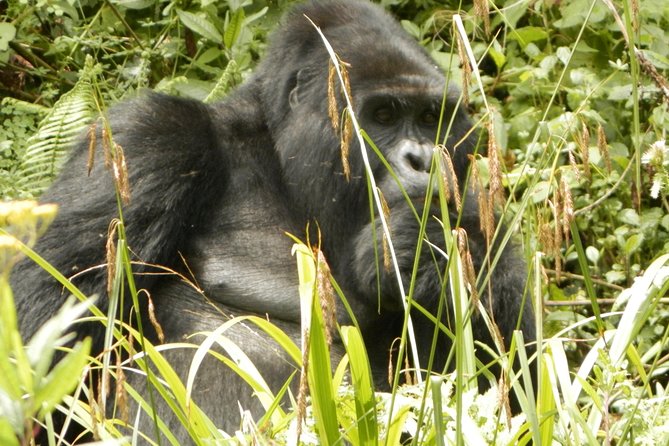 10 Day Best of Uganda Adventure Safari - Entebbe arrival and the first night in Kampala